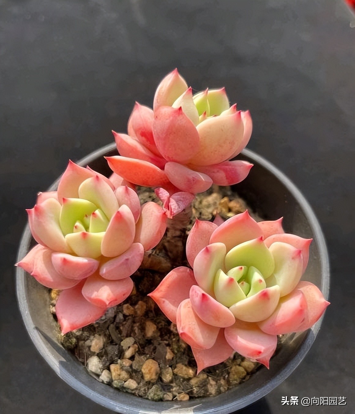 ​现在这个时代，卖多肉全靠口碑，卖1次假货，不会有人再买