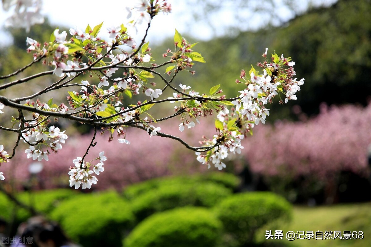 十七个赏樱花的好去处,适合看樱花的景点