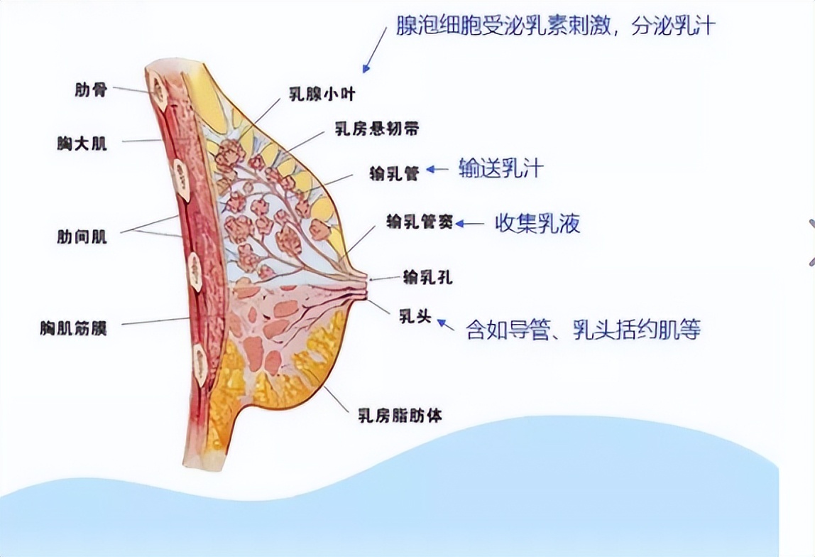 做了丰胸会导致乳腺癌吗,涂丰胸产品导致乳腺癌