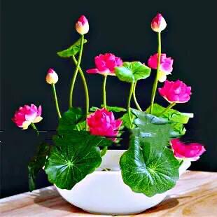 碗莲种藕种植方法,碗莲睡莲种植方法