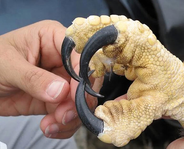 世上最难以置信的十种动物,你没有过的36个罕见动物事实