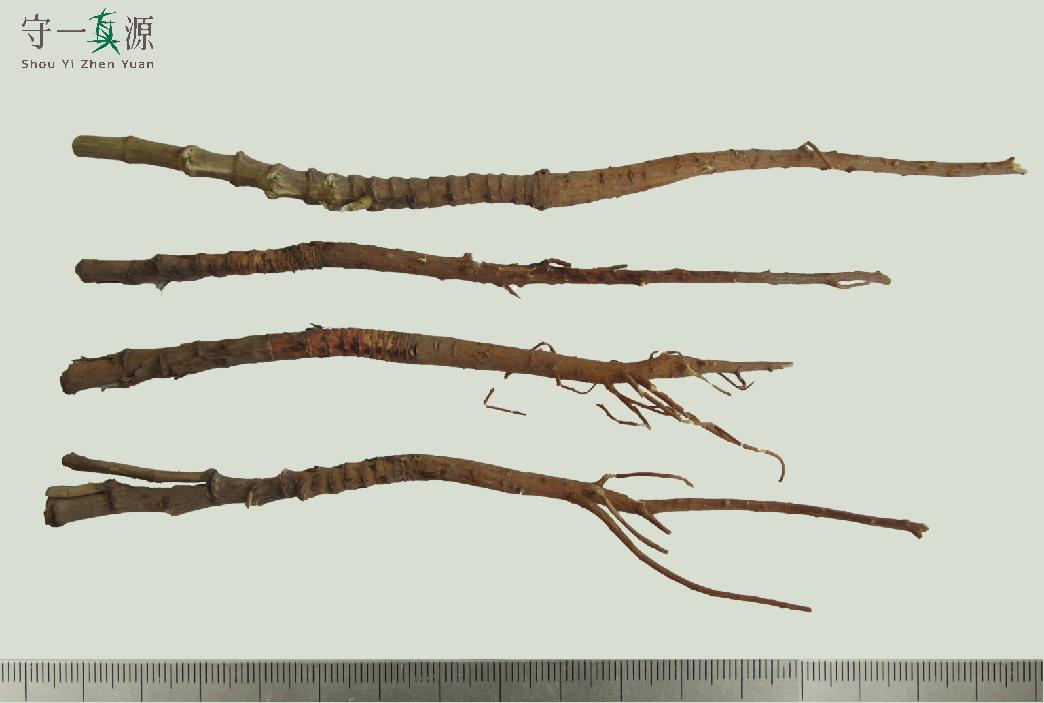 中药鉴定真假找谁,柴胡真假优劣鉴别