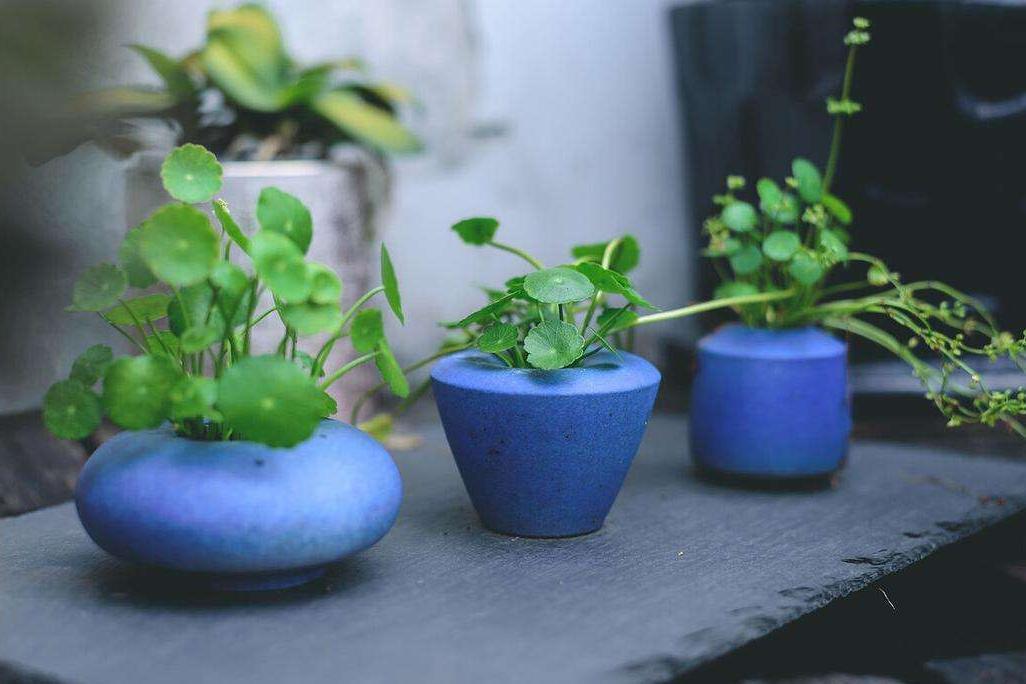 铜钱草又小又细怎么养护,怎么把铜钱草养得又大又绿