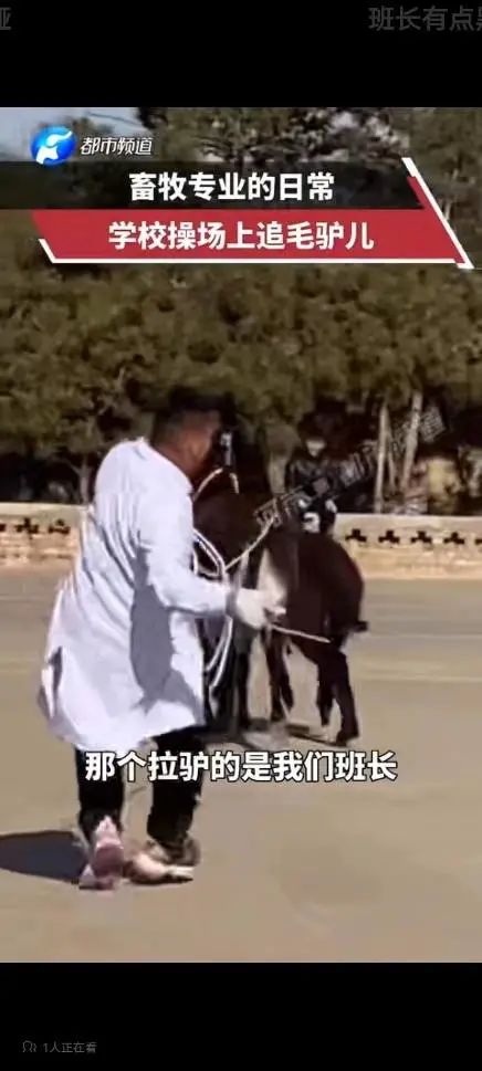 被黑天鹅打了,被黑天鹅攻击了