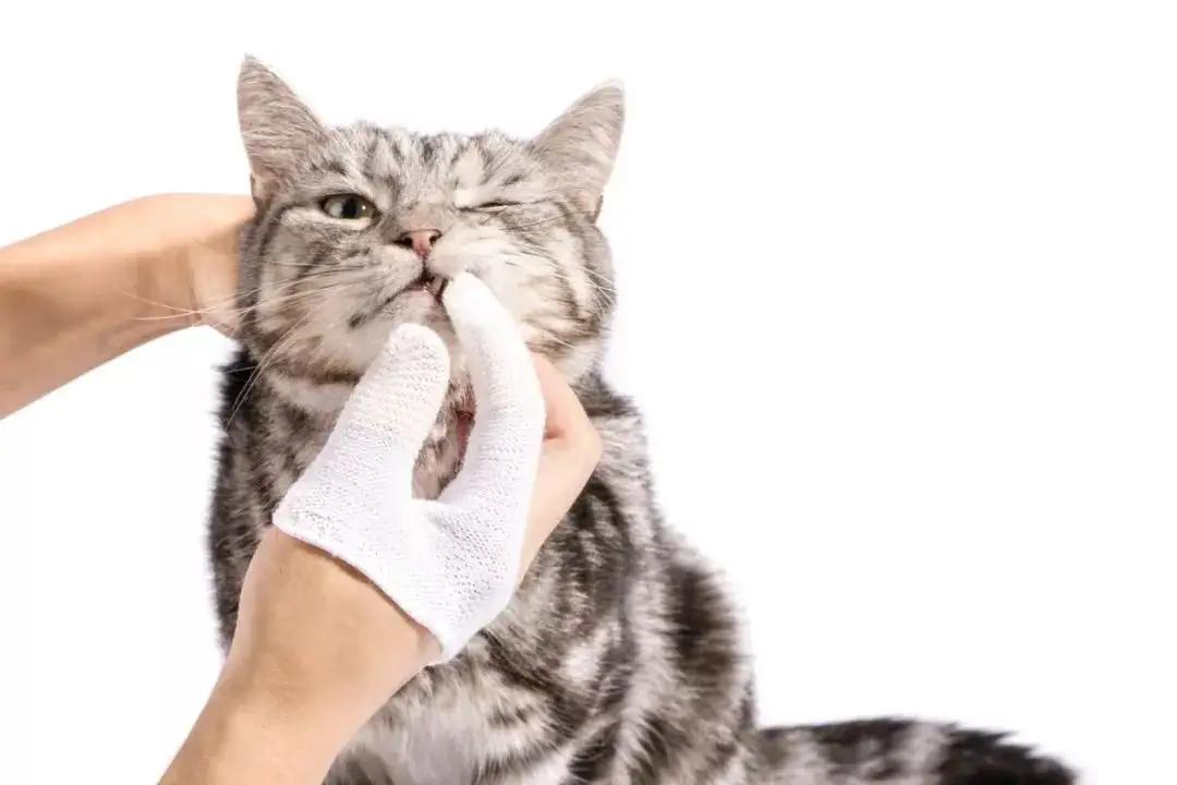 鎬庝箞淇濇寔鐚挭鍙ｈ厰鍋ュ悍,鎬庝箞鍒ゆ柇鐚挭鍙ｈ厰鍋ュ悍