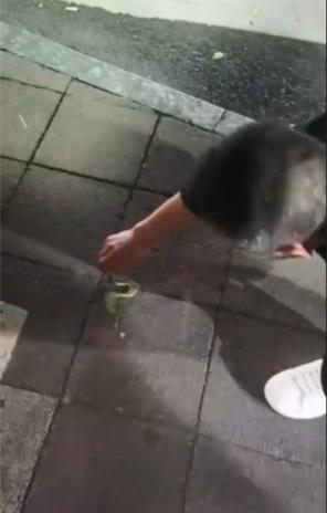 男子在电瓶车上发现一条小青蛇,男子凌晨玩蛇被人咬
