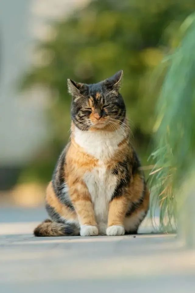 古代猫咪的名字都叫什么,猫咪在古代的名字有哪些