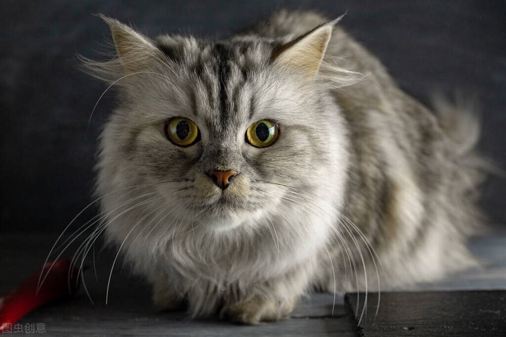 三本堪称精品的古言小说,三本百看不厌的精品小说