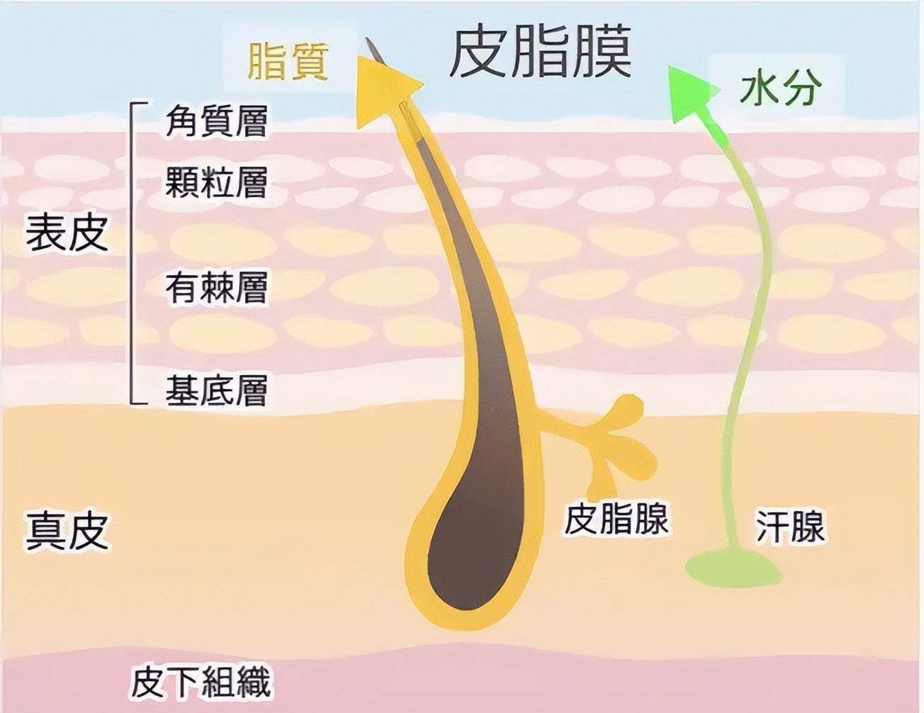 男生脸上很多处脱皮怎么办,男生脸上脱皮干燥