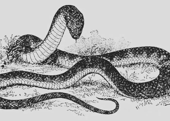 民间故事土龙渡劫,民间故事大蟒蛇渡劫