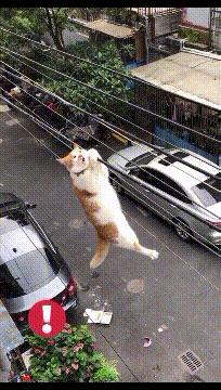 爆笑：以你们的智商，怎么能生意兴隆啊