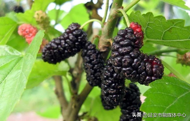 陕西宾馆迎来最佳观花赏景季节,陕西宾馆内景色