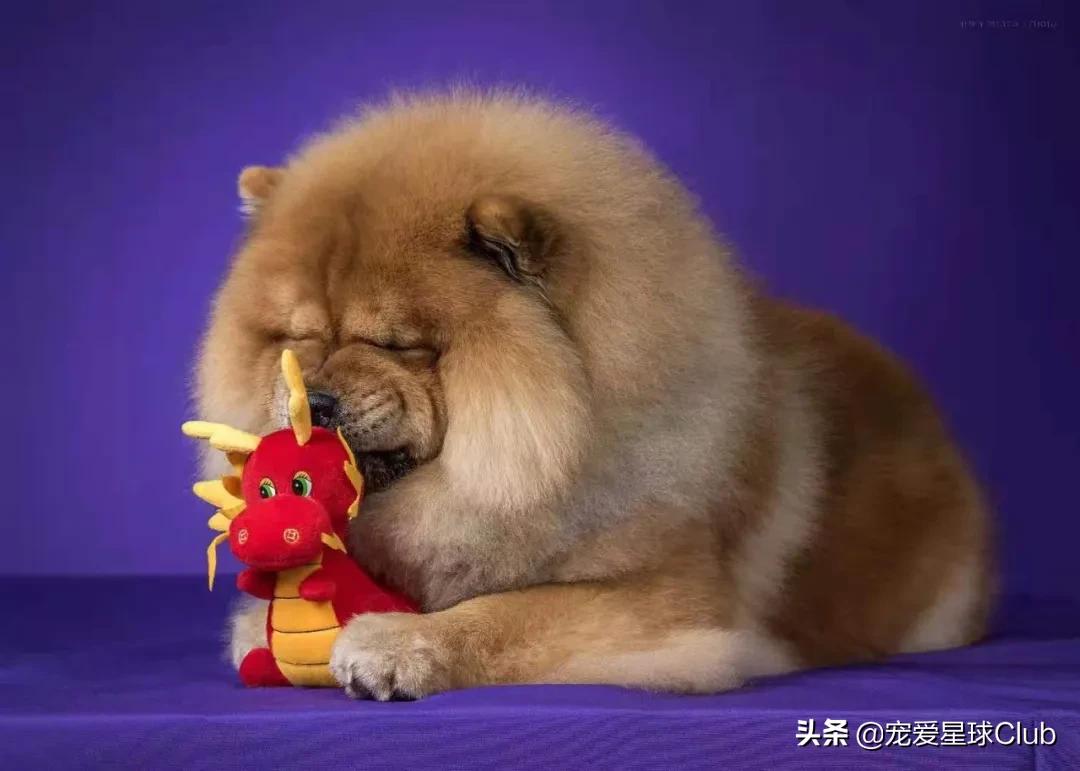 松狮犬是大型犬吗,松狮犬宠物百科