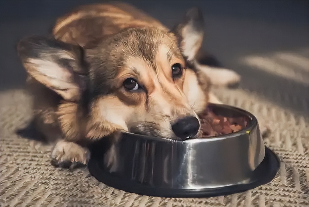 狗狗腹泻但是精神很好怎么回事,狗狗腹泻呕吐白色的泡沫粘液