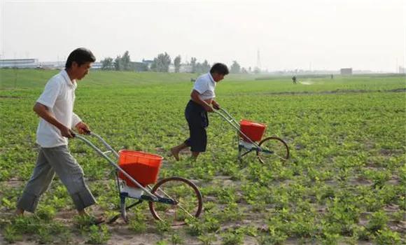 华育10号花生种植与管理,花育10号花生种植与管理