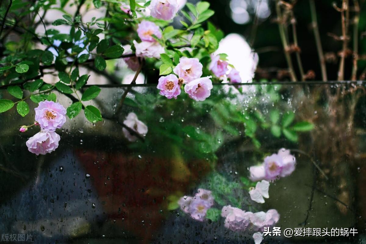 生如夏花灿烂的时候,生如夏花绚烂绽放歌曲视频