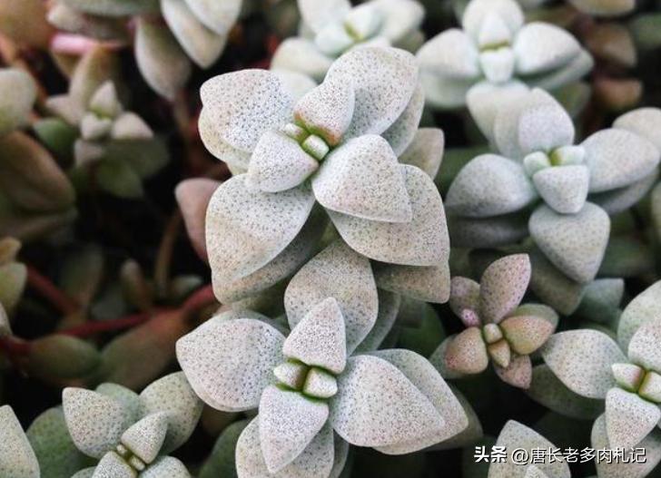 多肉白鹭最佳状态,白露说