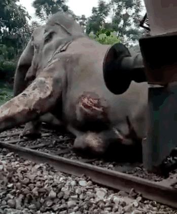 印度男子被大象追杀，又是戳又是拖，人象大战10年双方死亡差不多