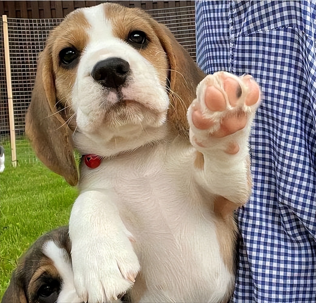 十种最好养的狗狗优缺点,十种最好养的狗狗优缺点是什么