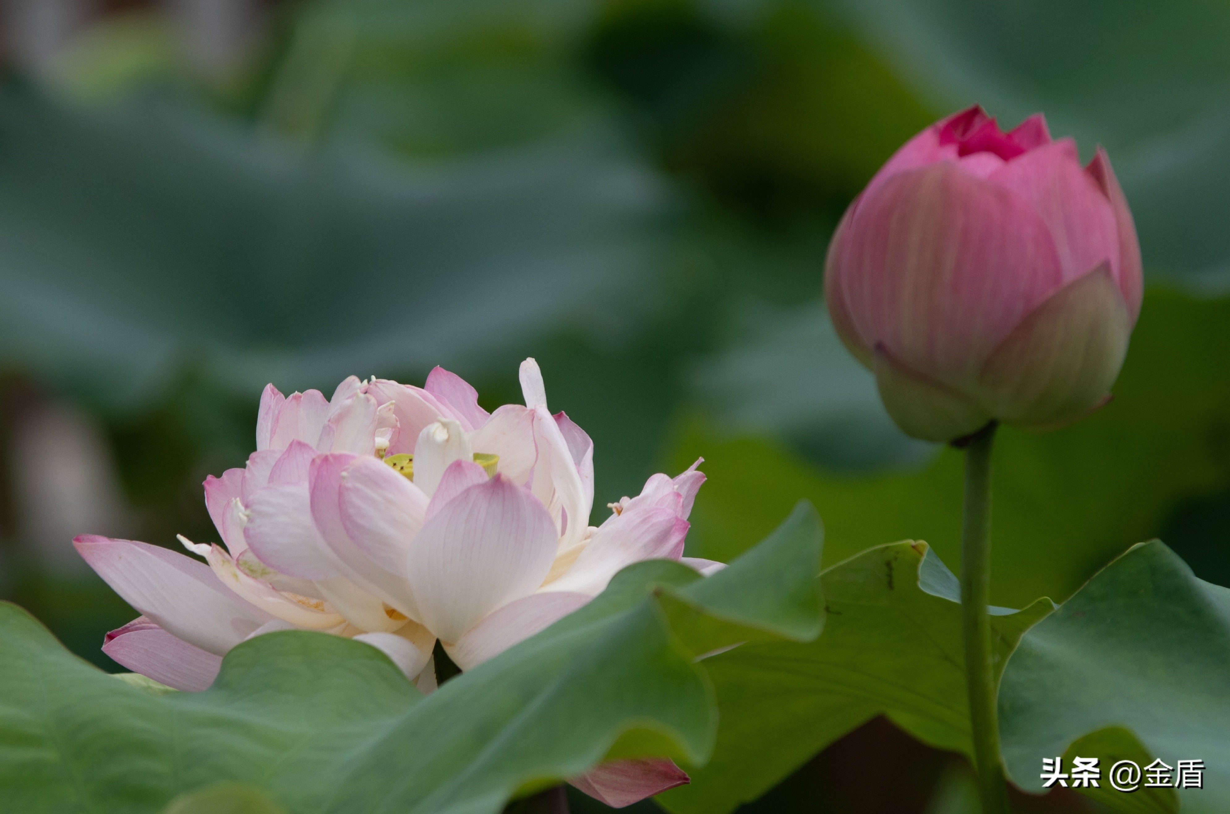 荷花中的隐藏的精神,荷花具有什么样的品格和志向