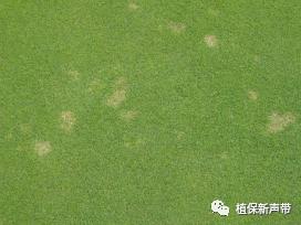 草坪要除草的方法,草坪锈病的病害预测及防治策略