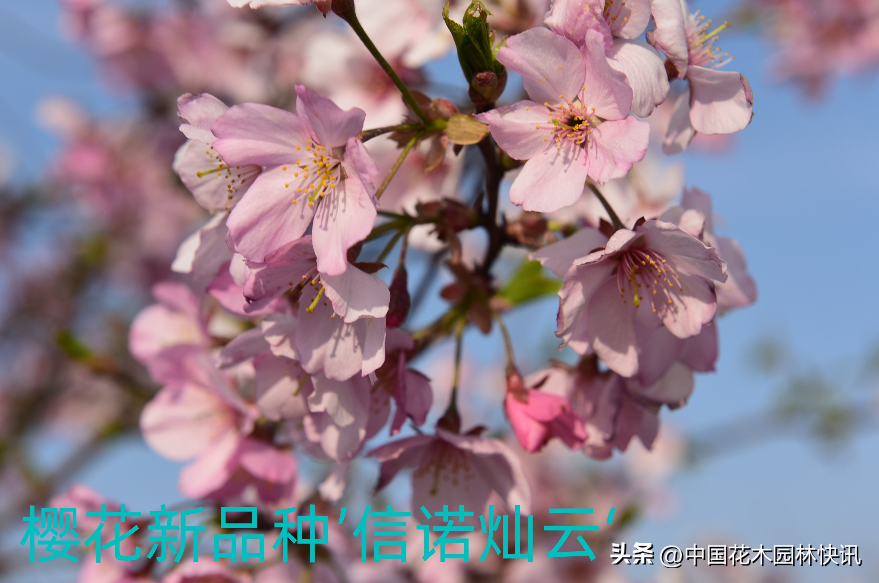 青岛樱桃谷樱花,青岛大崂樱花谷单樱