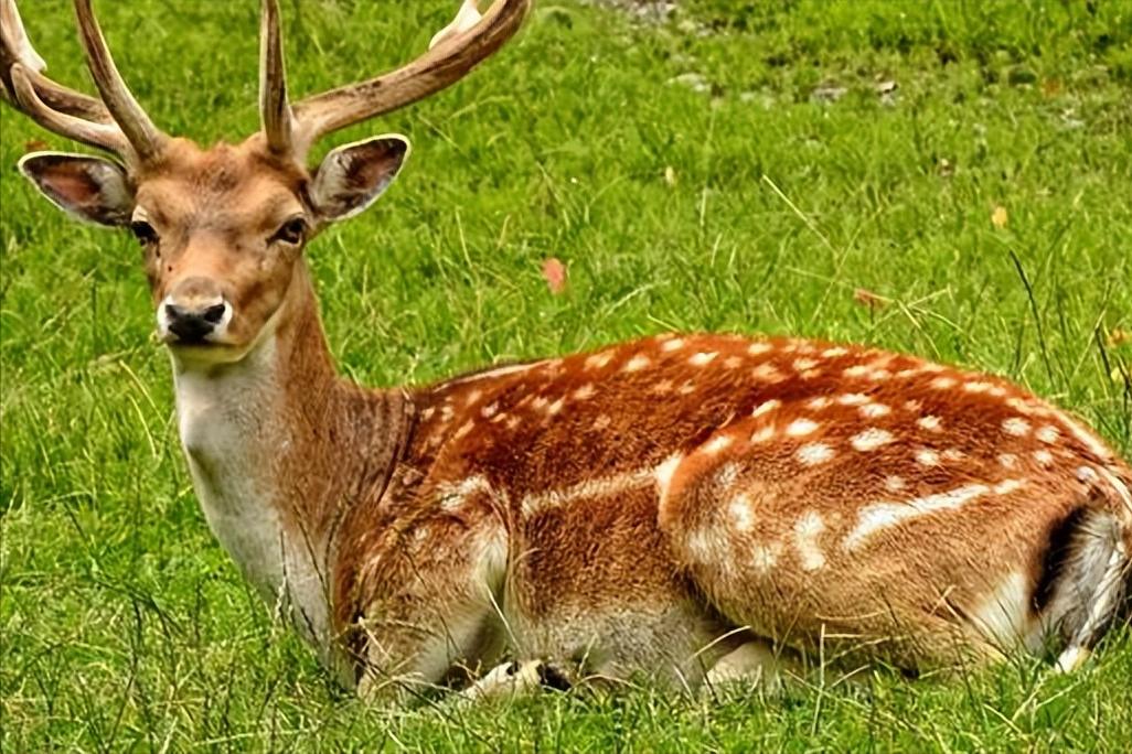 比黄金还要贵的中药材,最大的鹿茸贵吗