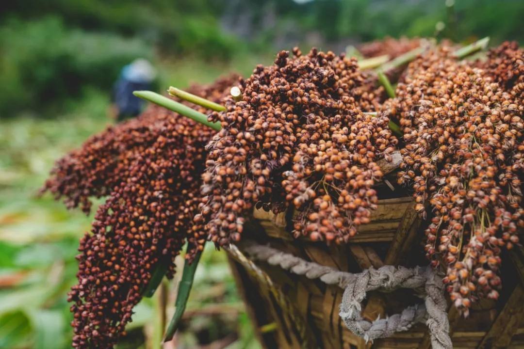 每次喝酱香型白酒都醉,每次喝茅台总感觉不一样