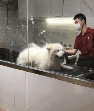 狗狗洗澡注意事项和禁忌,养狗讲究多8大禁忌绝不能犯