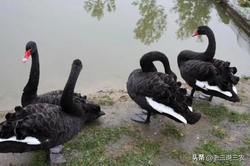黑天鹅盆栽养法,养几只黑天鹅