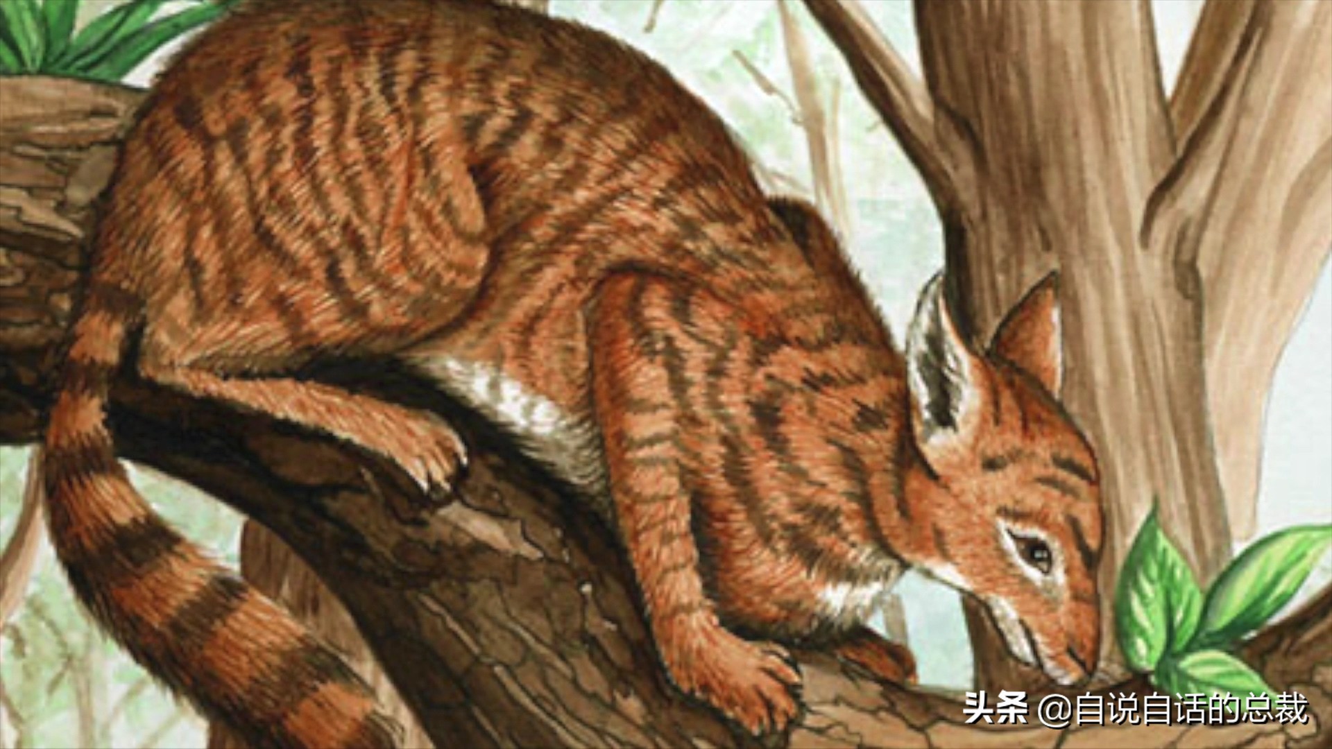 液体猫是真的吗,为什么都说猫咪是液体猫