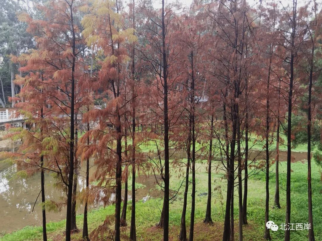 牧童遥指杏花村的遥是什么意思,牧童遥指杏花村书法作品