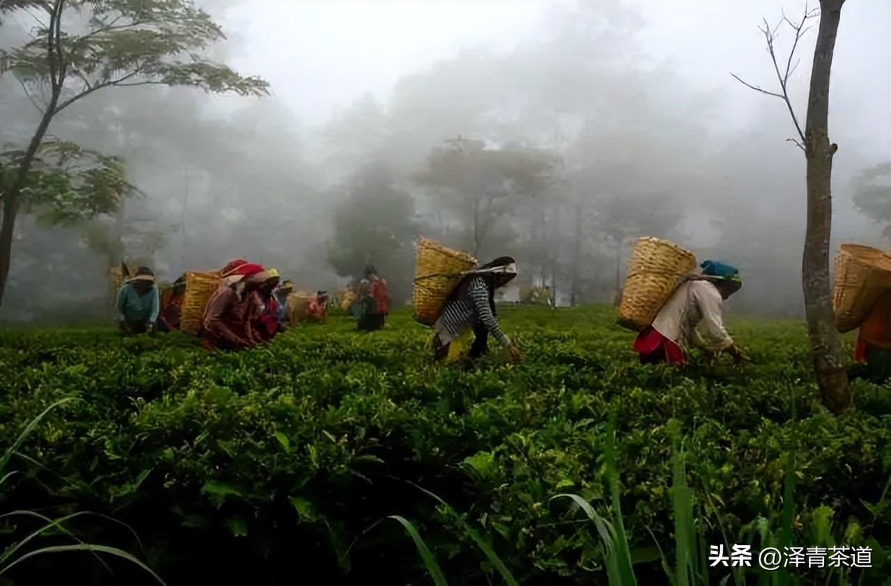 世界十大茶日,国际茶日英文版