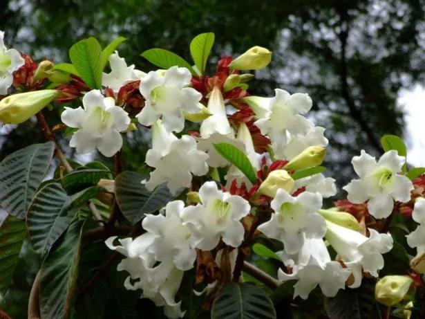 春夏之交，越来越多的花含苞欲放，这一百种娇媚蓓蕾真是美不胜收