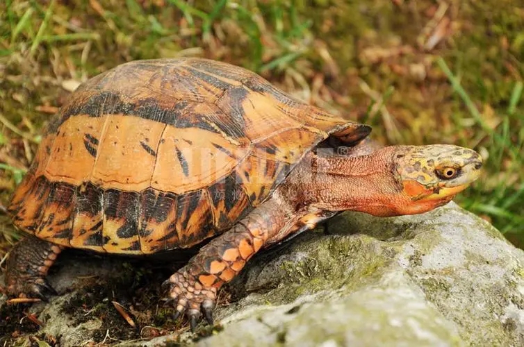 黄缘盒龟的人工饲养方法,黄额盒龟几级保护动物