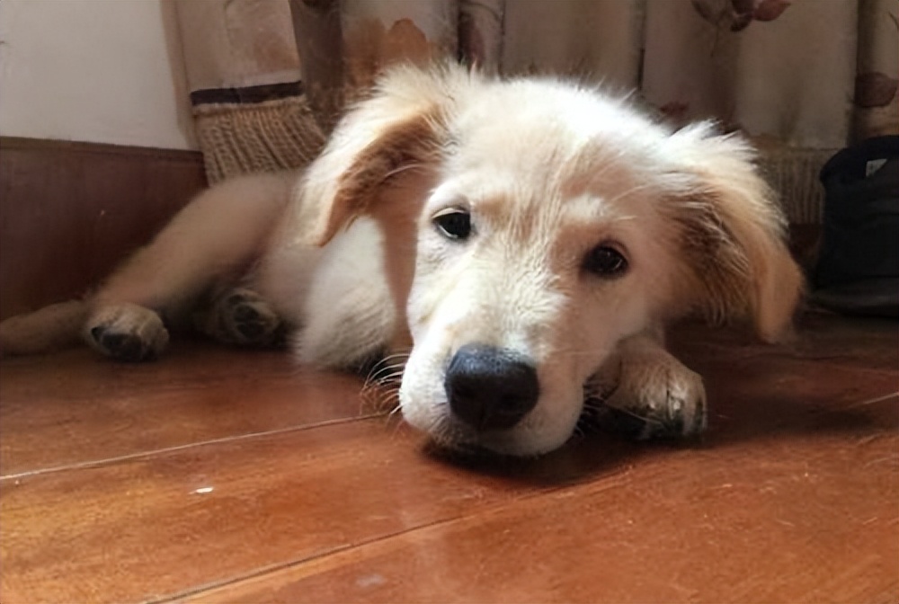 狗狗便便很臭全是血水,狗狗拉绿色便便很臭