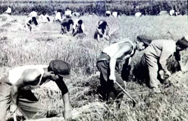 北大荒知青生活叙事诗——北大荒“游击词”100篇