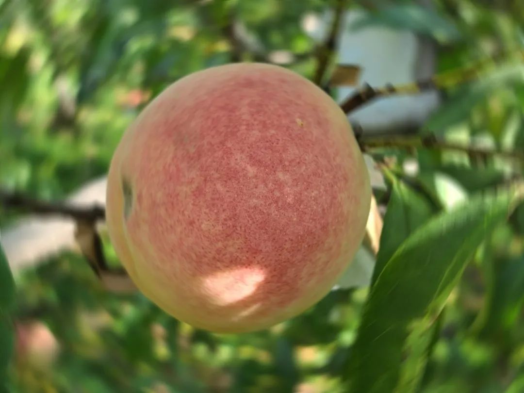 济南采摘园推荐最新,济南采摘园推荐秋季