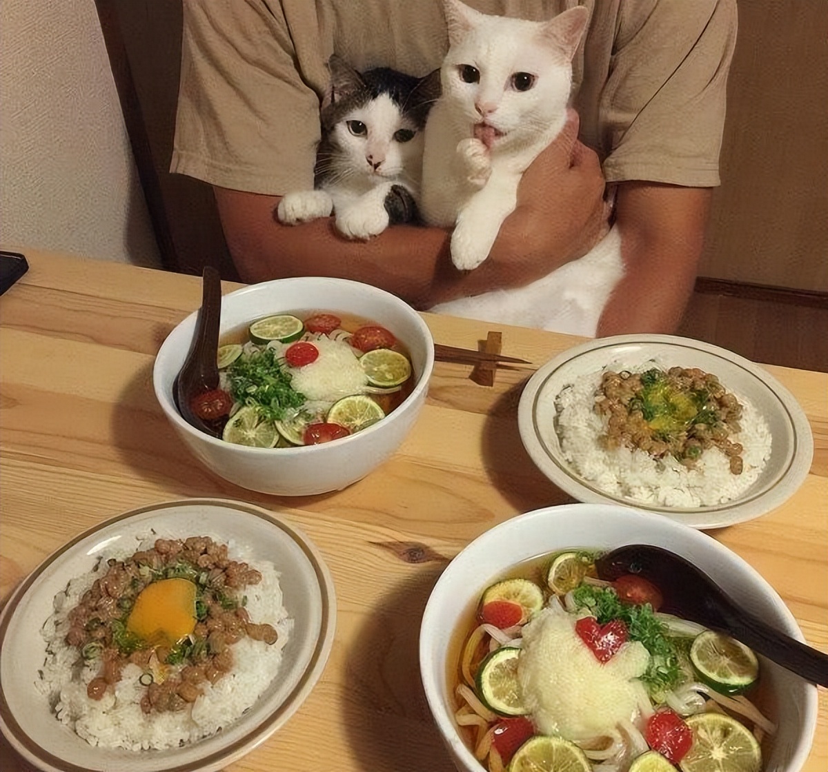 当猫咪过上人一样的生活,当猫和人一样生活