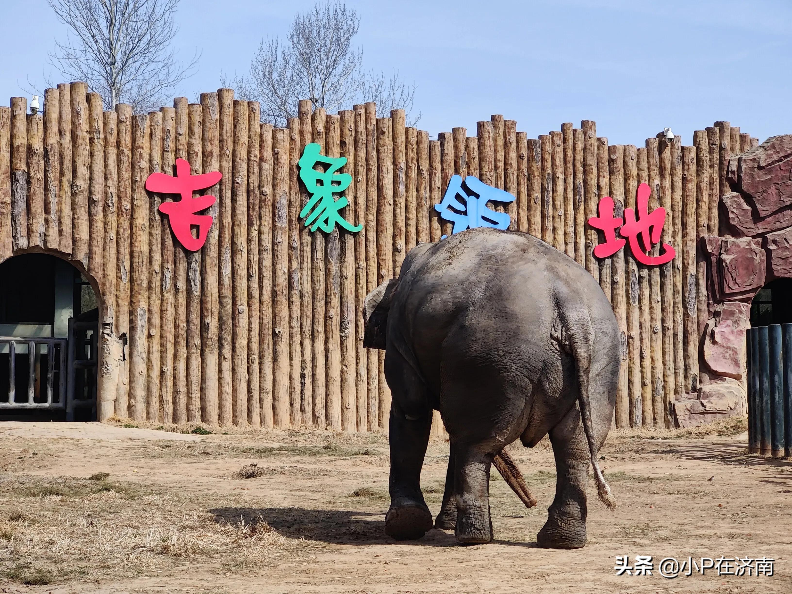 何为野生动物园,成都野生动物园