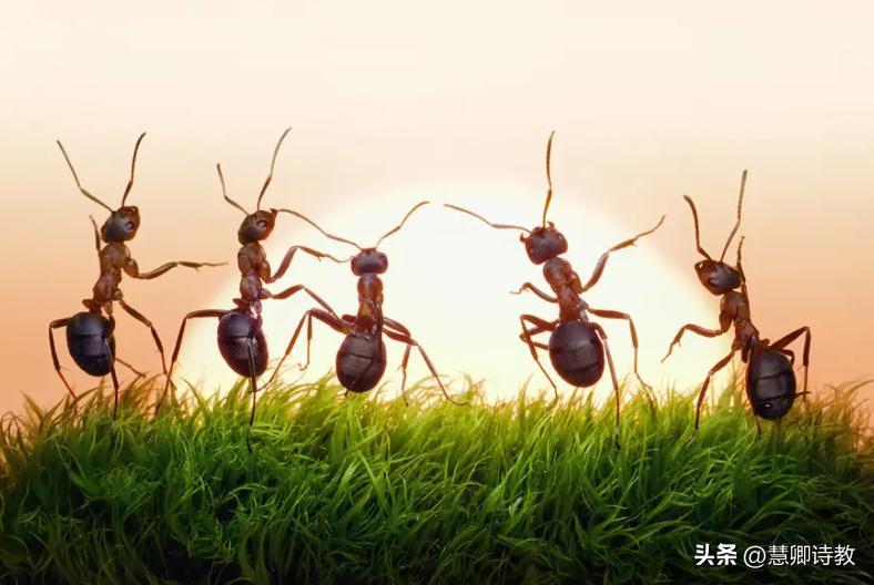 六年级上册习作蚂蚁变形记,六年级上册语文习作蚂蚁变形记