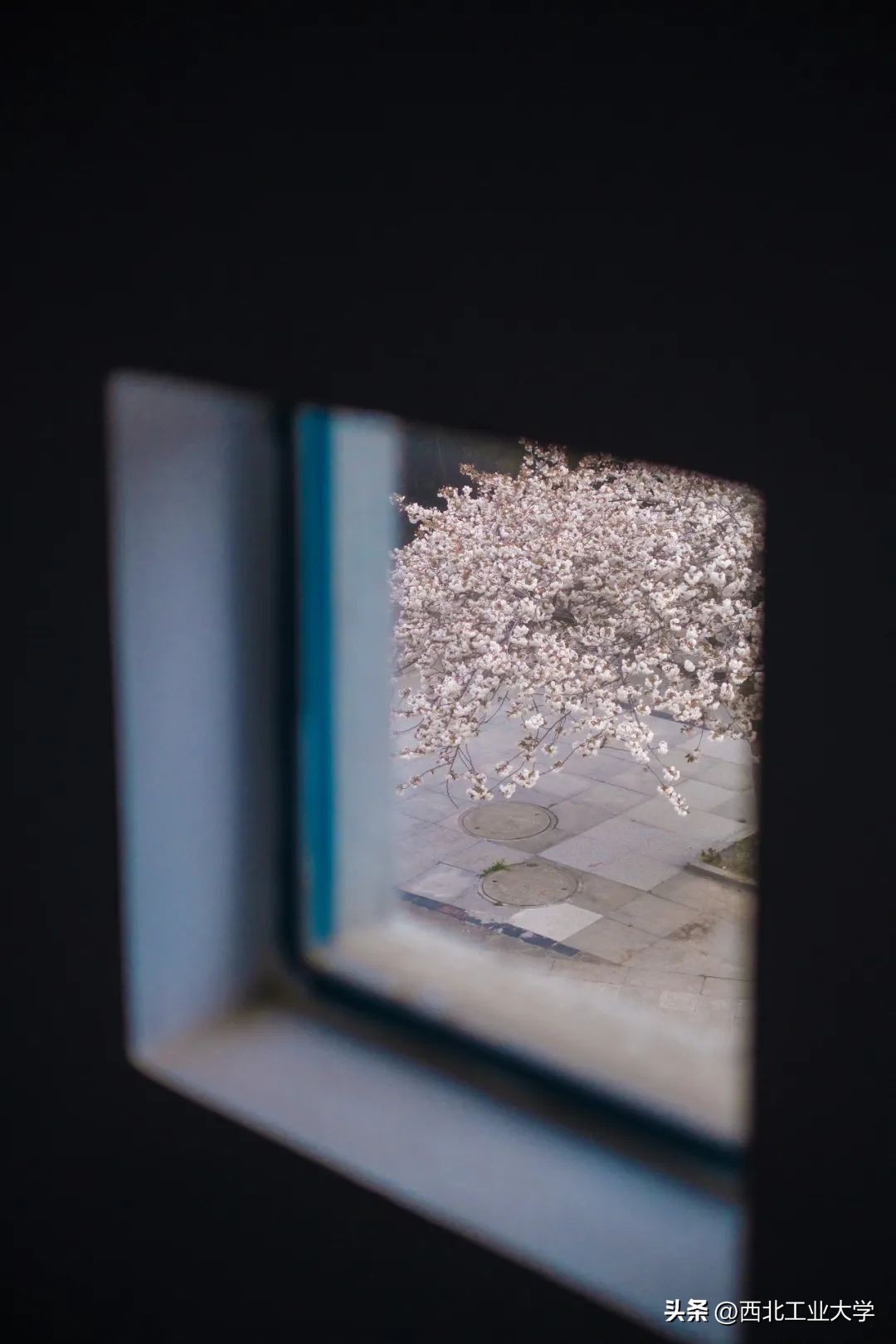 今日雨水!工大四季高清美图，欢迎欣赏使用~