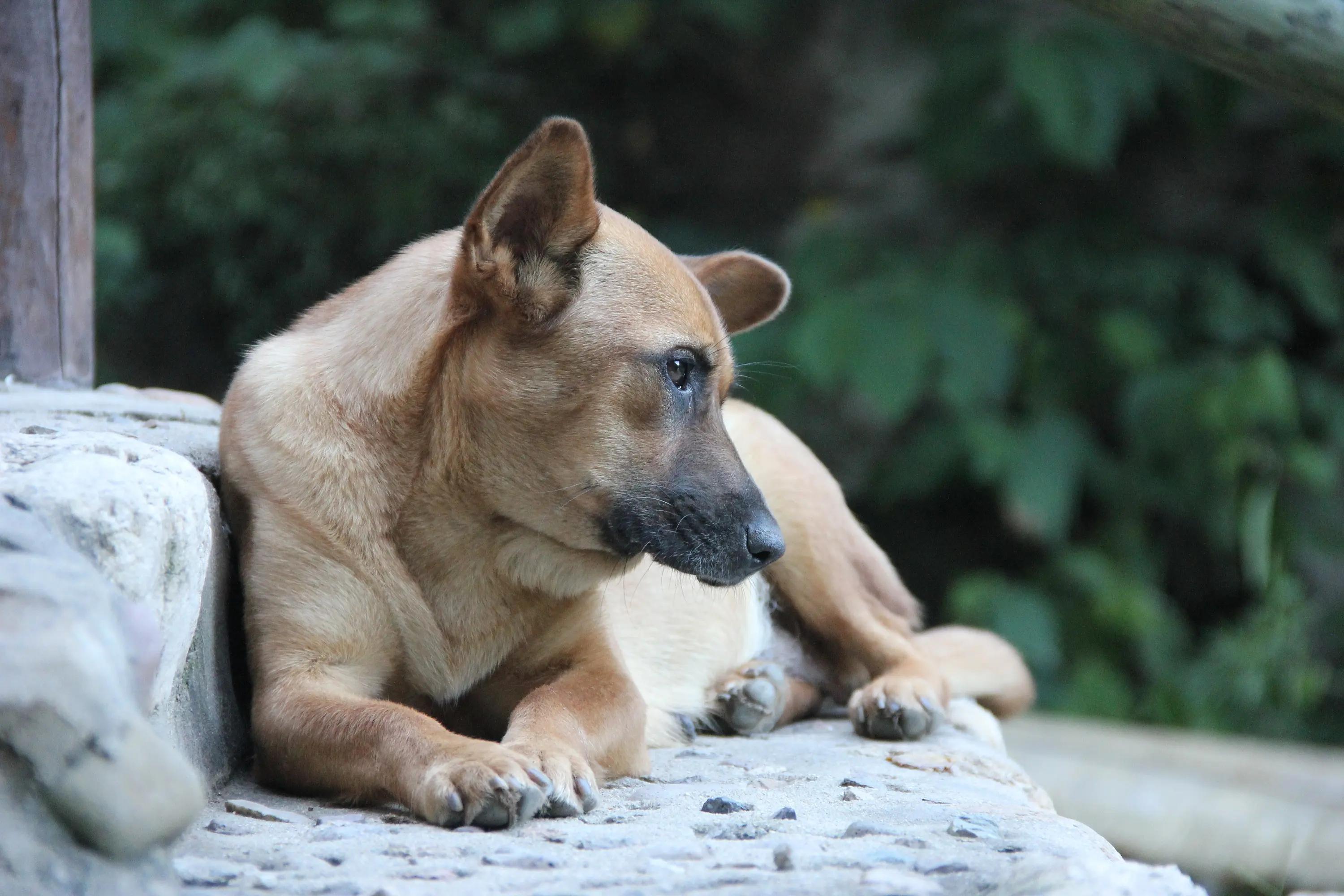 狗狗禁养注意事项,科学养宠纠正狗狗护食的小妙招