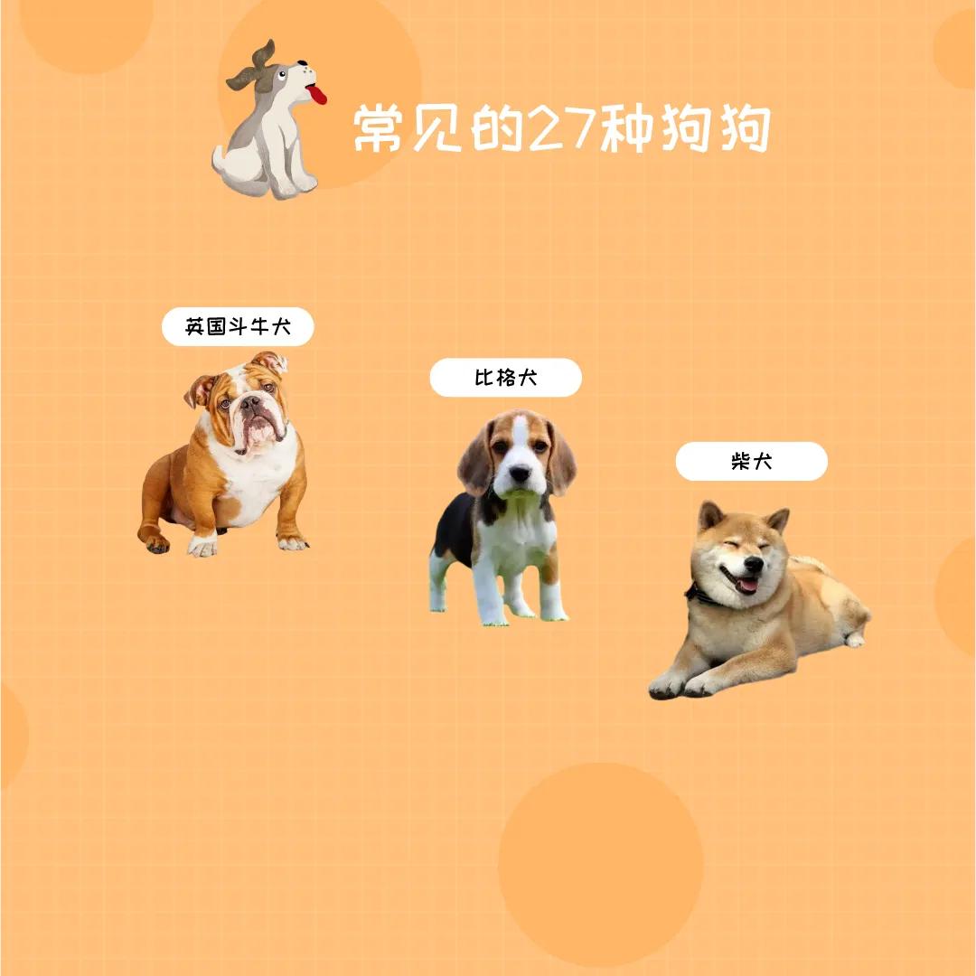 狗狗有哪些品种比较好看,十大最好养的狗狗是什么品种