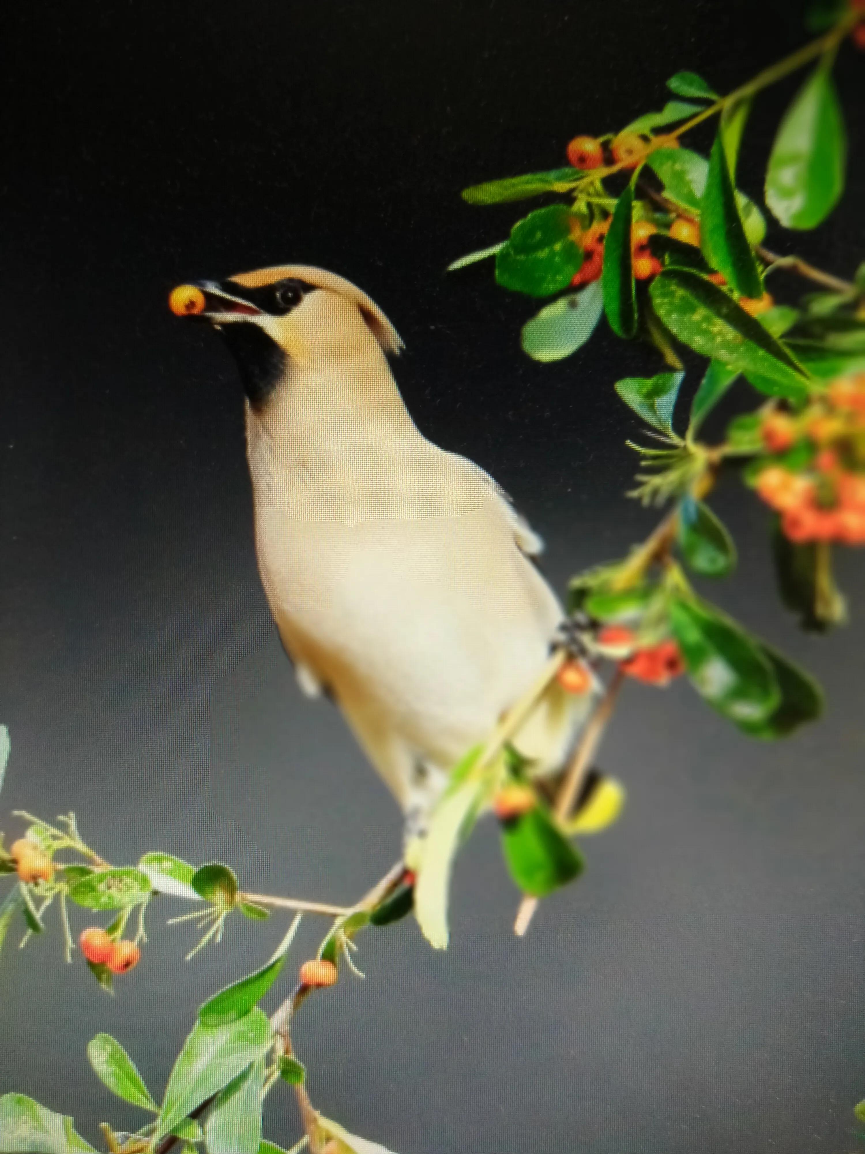 红叶石楠树1.5米,红叶石楠耐寒吗