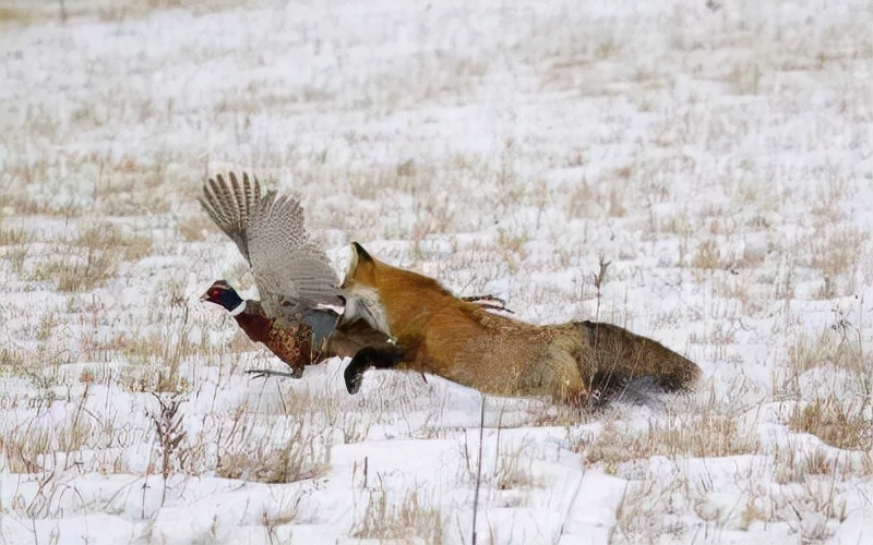 赤狐最大可以长多大,赤狐体型
