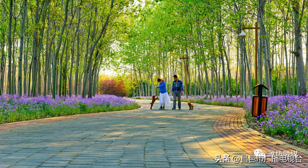 总要来趟潍坊昌邑吧！