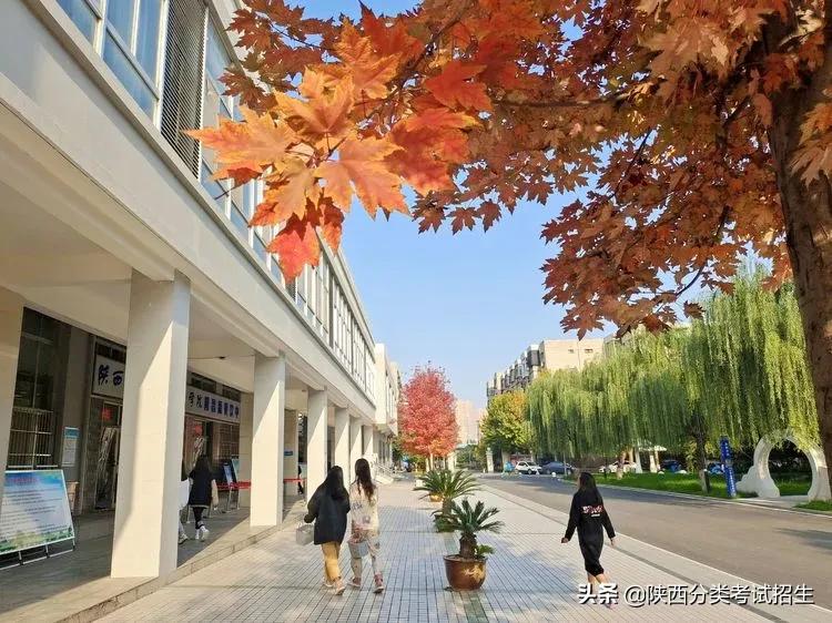 单招陕西财经职业技术学院,陕西财经职业技术学院单招条件