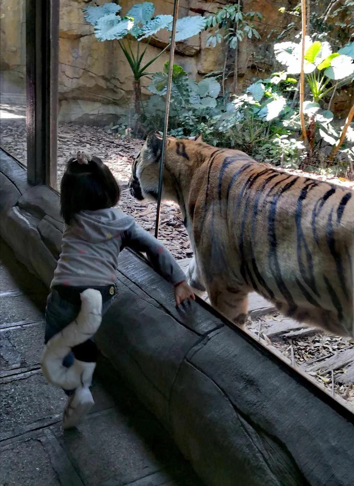 广州长隆野生动物园全部动物,广州长隆野生动物园所有动物介绍