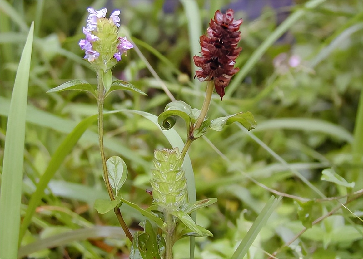 过去农村娃常挖来卖钱的6种植物，零花钱全靠它们，你认识几种